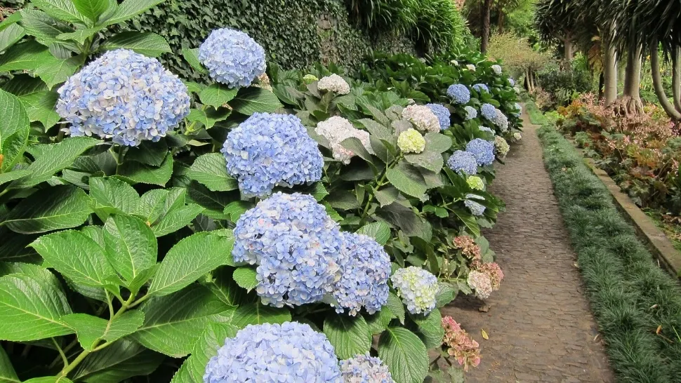 Cum se plantează corect hortensiile, pentru a avea parte de cele mai frumoase flori
