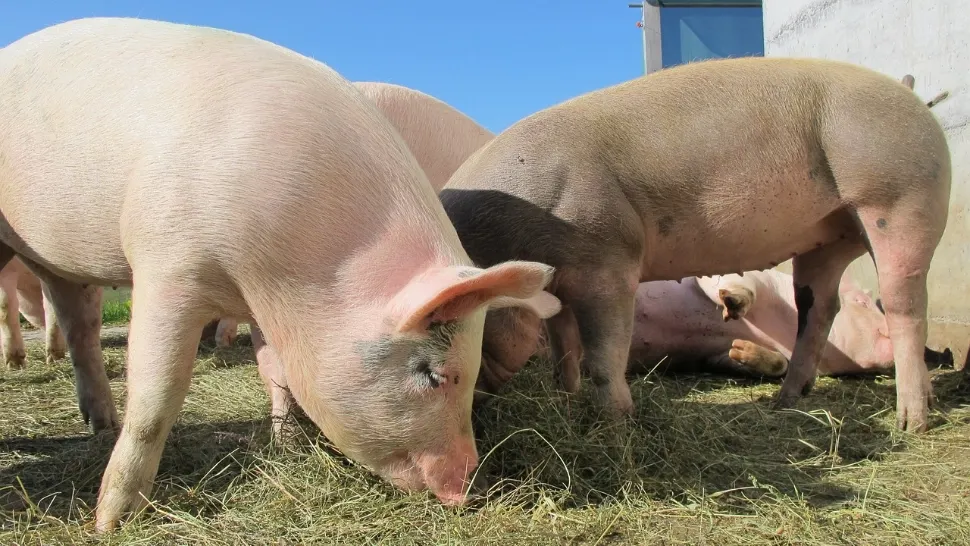 Porci