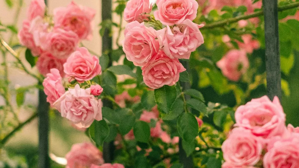 Cum să păstrezi trandafirii înfloriți toată vara