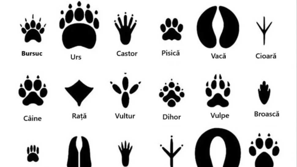 Harta urmelor lăsate de animale și păsări.