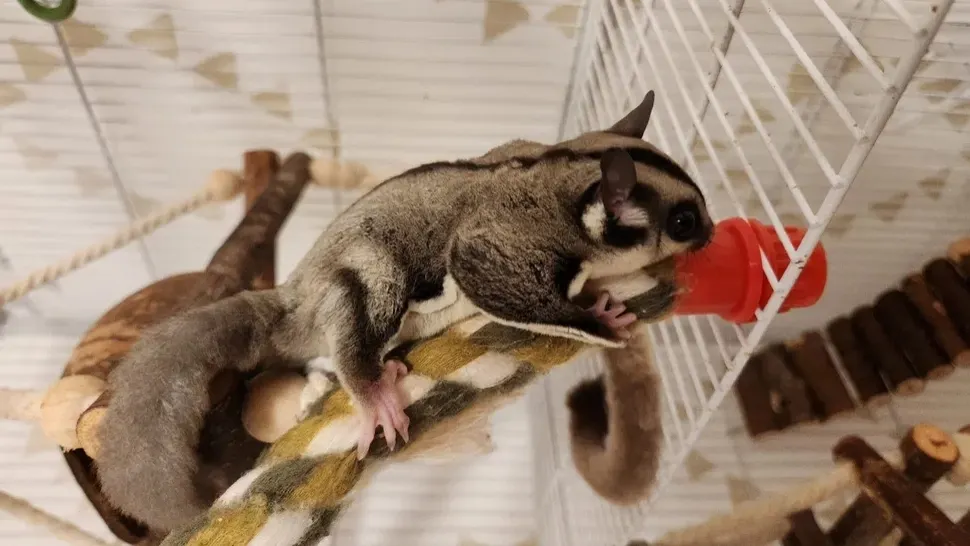 Un nou animal de companie a cucerit inimile românilor. Foto: olx