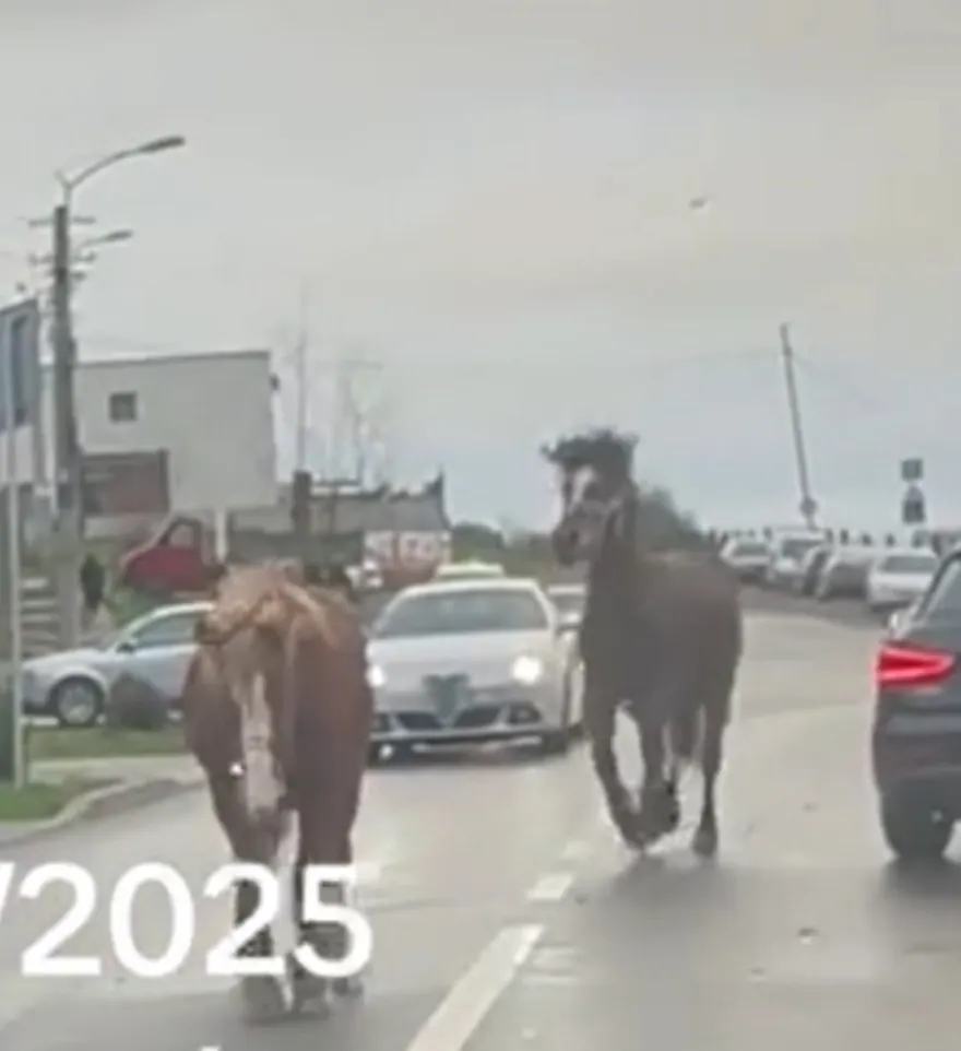 Paștele cailor a ajuns la Cluj? 10 cai scăpați de sub control, filmați în trafic în Cluj. Șoferii au rămas șocați/ Captură Știri de Cluj