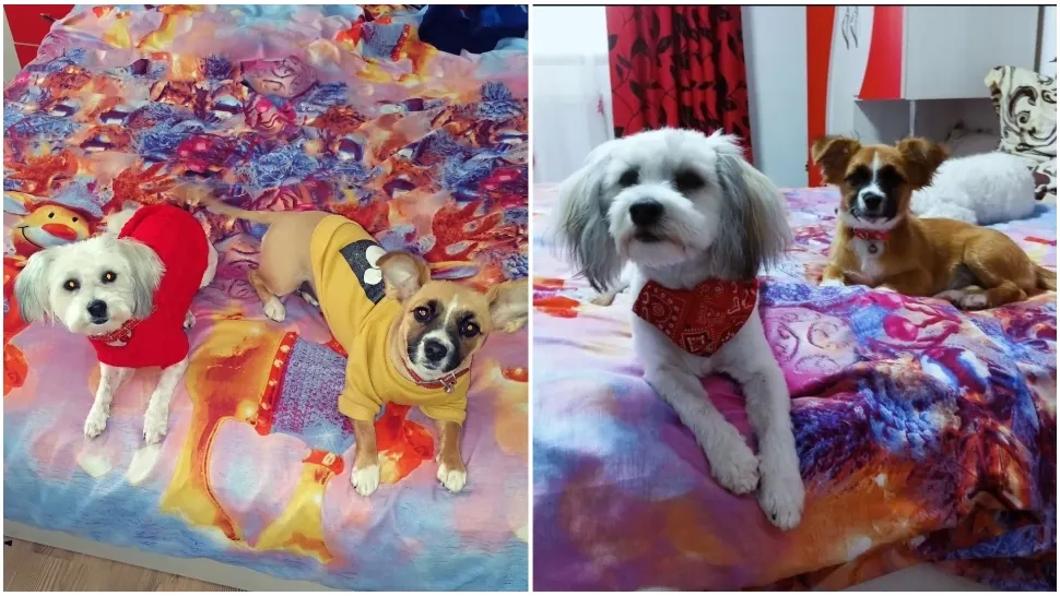 Doi câini de talie mică, omorâți după ce au speriat un băiat.