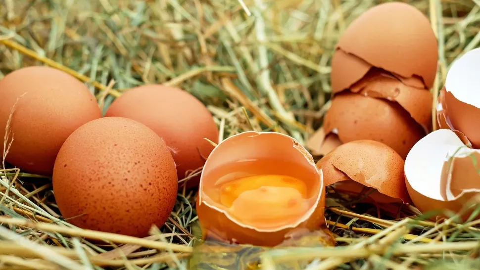 Criză alimentară: oamenii cresc găini ca să nu mai cumpere ouă