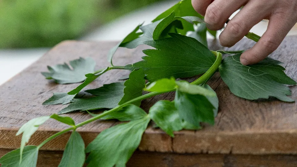Când se plantează leușteanul primăvara si cum trebuie să procedezi, pentru a avea verdeață până toamna tarziu