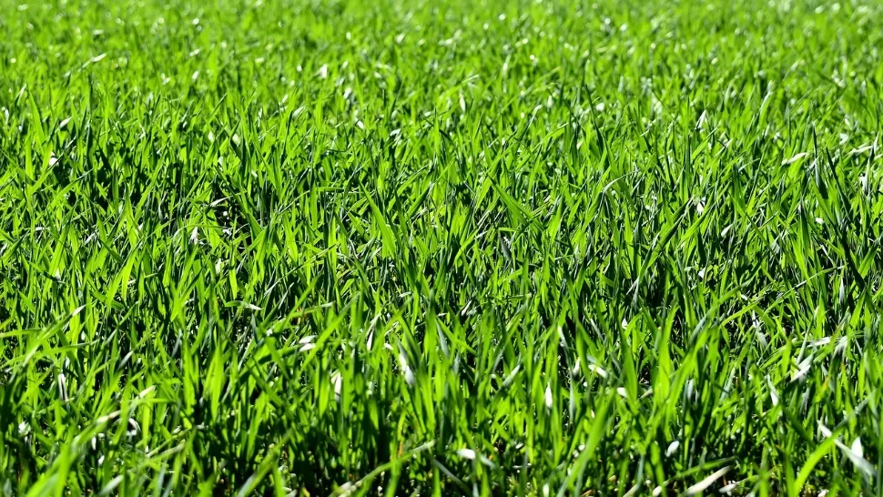 Ingredientul care îți va face gazonul mai verde ca niciodată. Este GRATIS / FOTO: Pixabay