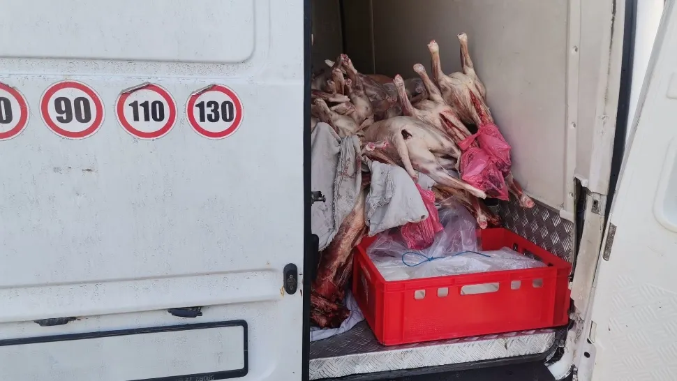 Peste o tonă de carne de miel, fără acte, oprită la intrarea în București. Foto: Facebook