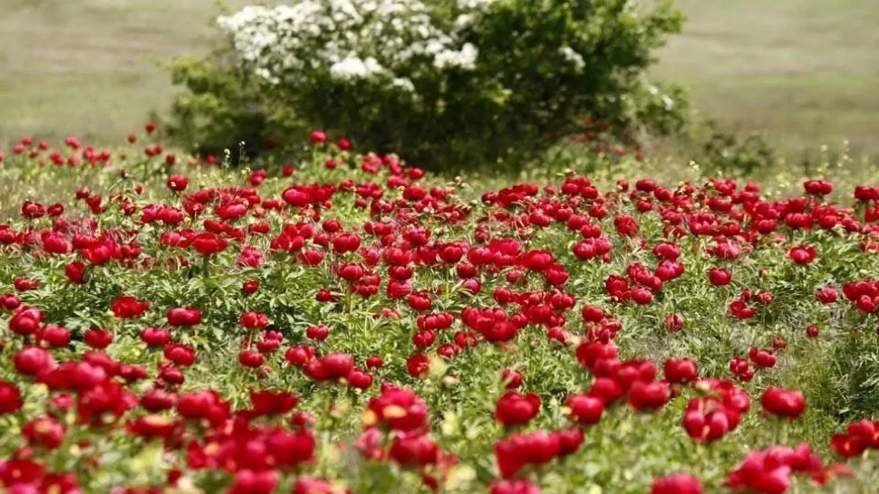 Ziua Bujorului, serbată pentru prima dată. 15 mai este ziua florii naționale a românilor