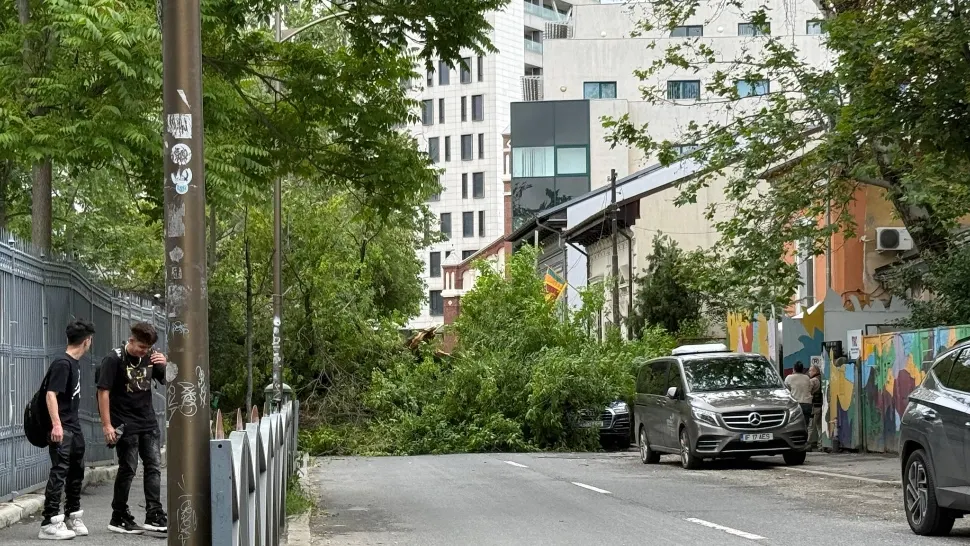 Copac URIAȘ, căzut pe o șosea din Capitală, lângă o școală: mai multe mașini au fost distruse