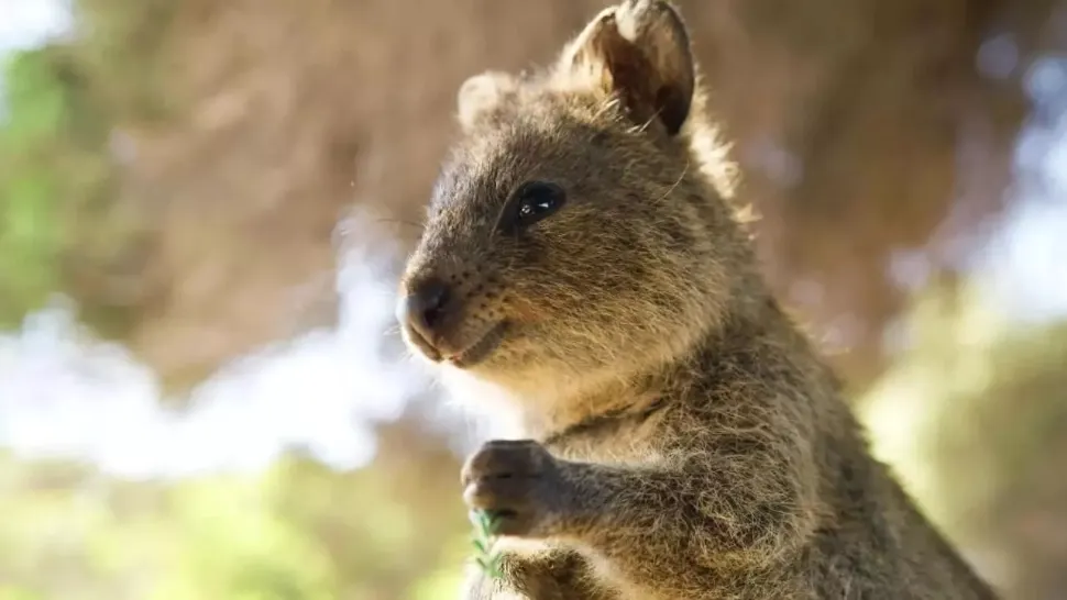 Quokka și-a câștigat renumele de cel mai fericit animal din lume.