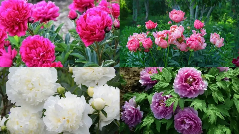 Cu ce trebuie să stropești bujorii, după ce se scutură florile