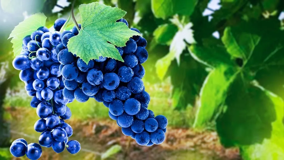 Cu ce trebuie să stropești vița de vie. FOTO: Pixabay