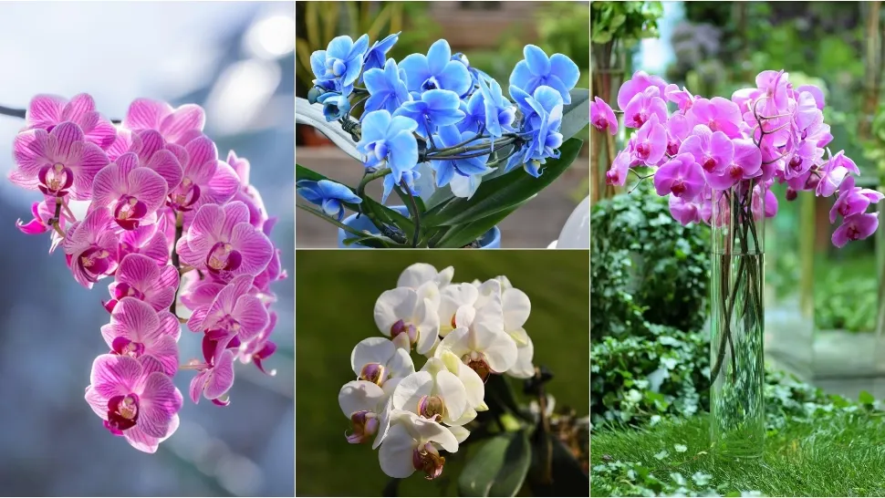 Secretul pentru cea mai frumoasă orhidee. FOTO: Pixabay