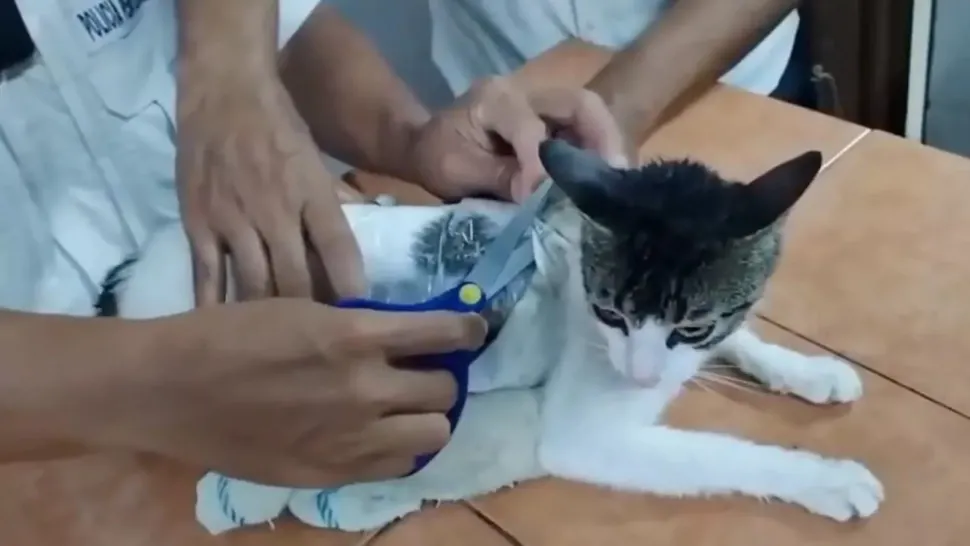 Pisică prinsă cu pungi de droguri lipite de ea, în timp ce sărea gardul unei închisori VIDEO
