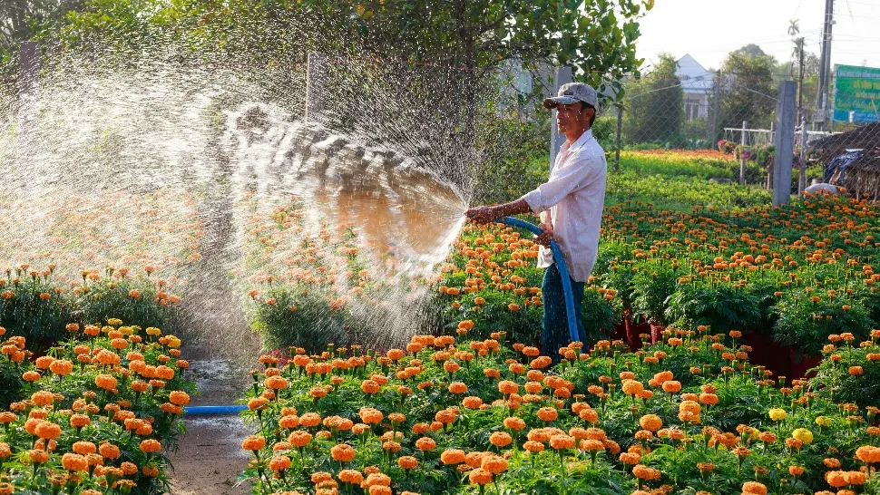Cu ce trebuie să uzi plantele pentru a stimula înflorirea. Sfaturi de la specialiști