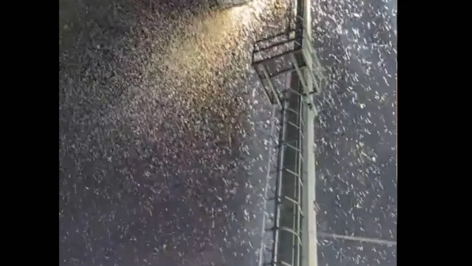 Invazie neobișnuită de INSECTE! Românii au intrat în panică: imagini apocaliptice pe TikTok / Captură video