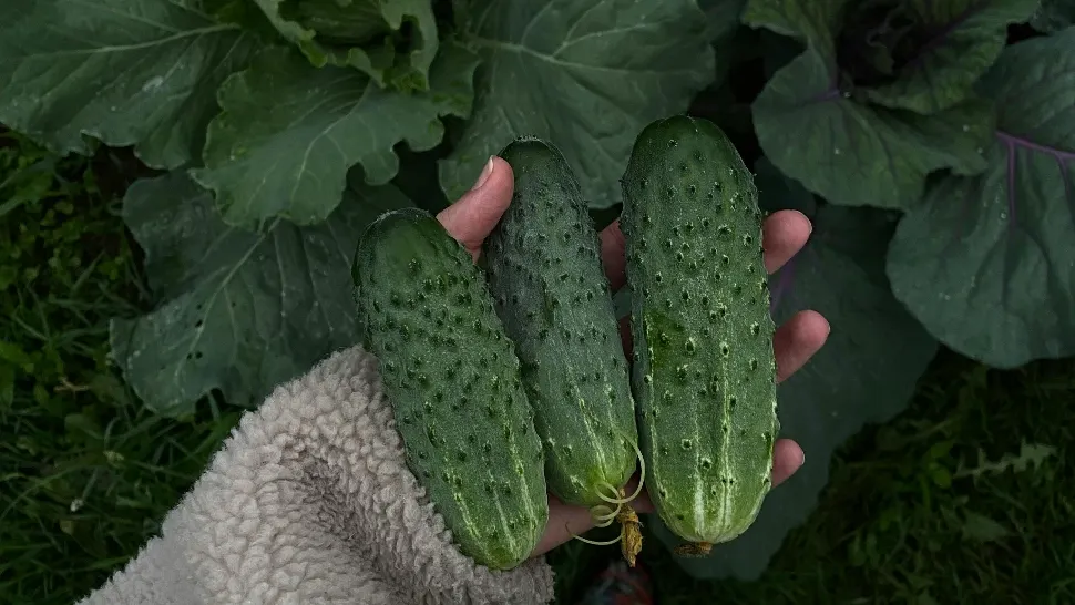 Care este cel mai potrivit loc pentru cultivarea castraveților. Sfaturi utile pentru toți grădinarii