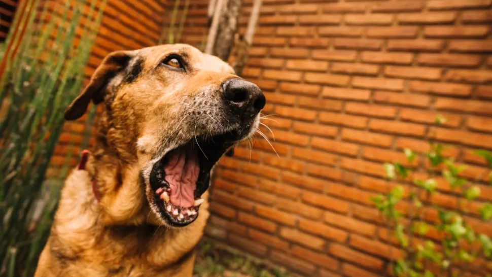 Metoda inedită prin care un bărbat s-a răzbunat, după ce câinele vecinului l-a ținut treaz nopți la rând