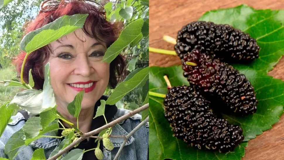 Rețeta pentru dulceață din dude negre, așa cum o prepară Natalia Guberna