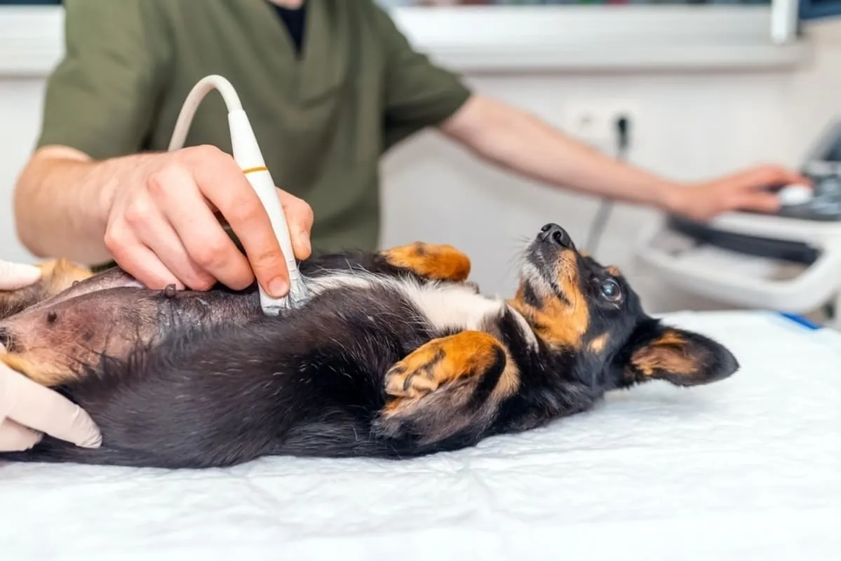 Cum influențează dieta corectă rezultatele ecografiei abdominale la animale? 