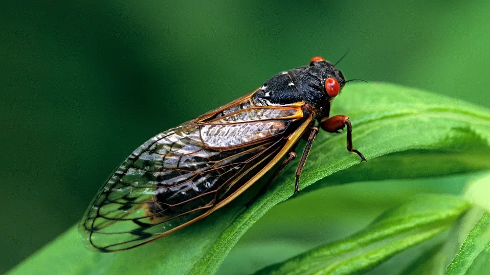 Cine sunt insectele gălăgioase care au invadat orașele și ce le face să fie așa de vocale