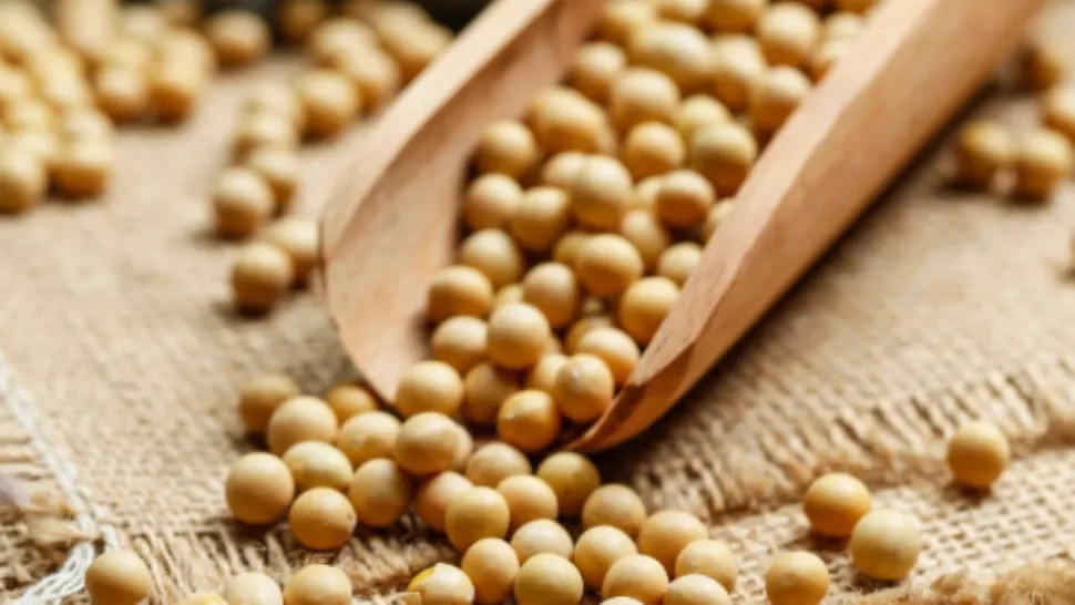 Comisia Europeană a aprobat soia modificată genetic