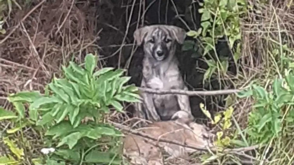 Doi bărbați, amendați cu 24.000 de lei pentru abandonarea unor câini 