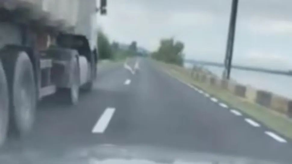 Scenă revoltătoare pe șosea: șofer surprins în timp ce calcă intenționat o lebădă
