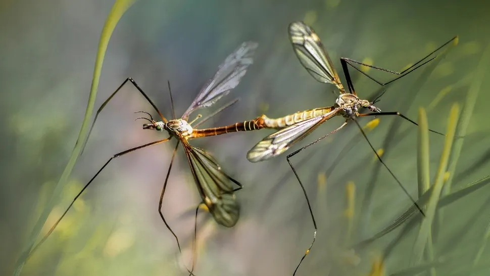 Patru cazuri de infecție cu virusul West Nile raportate în România, în această vară. Un pacient este minor