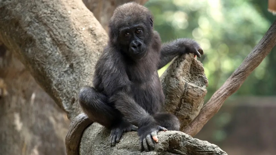 Gorila cu degete de om a devenit atracția unei grădini zoologice. Vizitatorii sunt fascinați, dar unii mărturisesc că simt și un sentiment de teamă - FOTO