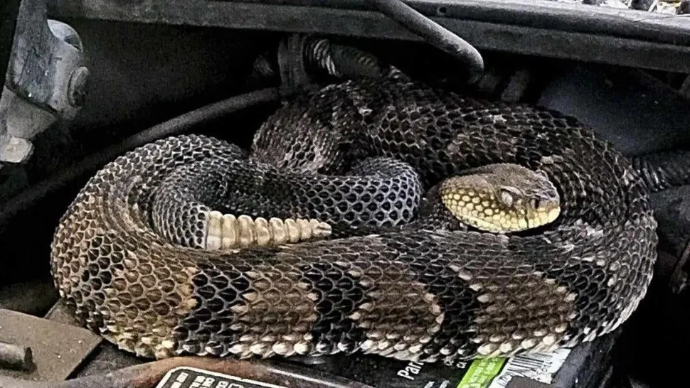 Imaginea reptilei de dimensiuni impresioannte a devenit virală
