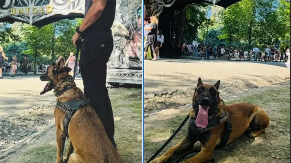 Câinii care detectează droguri pot provoca tragedii a festivaluri. Avertismentul unui expert român, de ce alte țări au renunțat la această metodă?