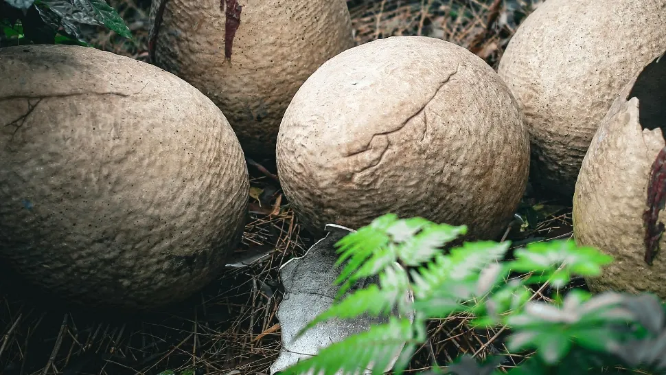Descoperire uimitoare: Ouă de dinozaur, vechi de 86 de milioane de ani, au fost găsite în China
