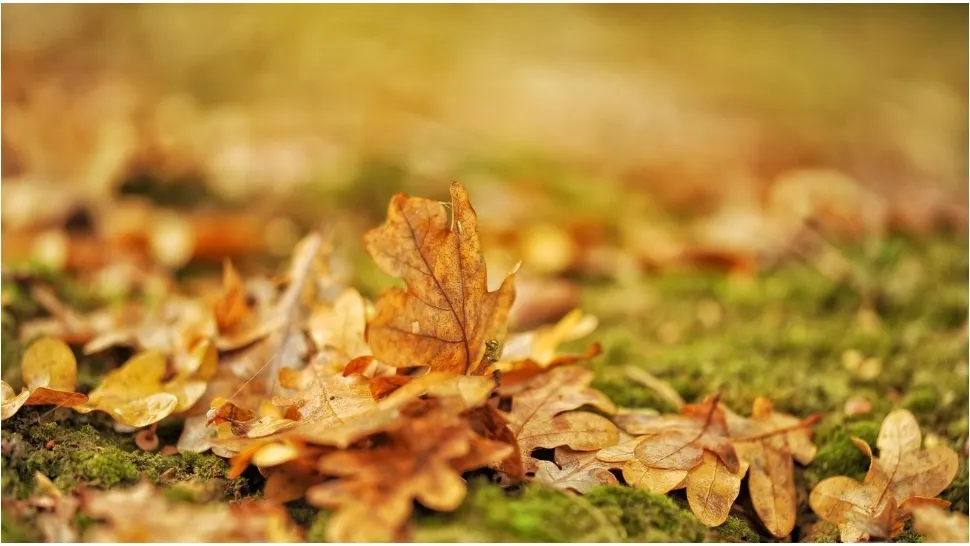 Motivul pentru care nu trebuie să arunci frunzele de toamnă la gunoi. FOTO: Pixabay