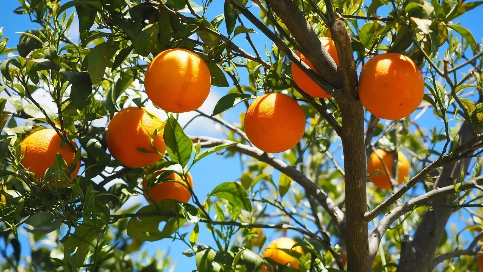 Ce salariu are un român la cules de portocale în Spania? Sezonul 2025 aduce mii de locuri de muncă în agricultură