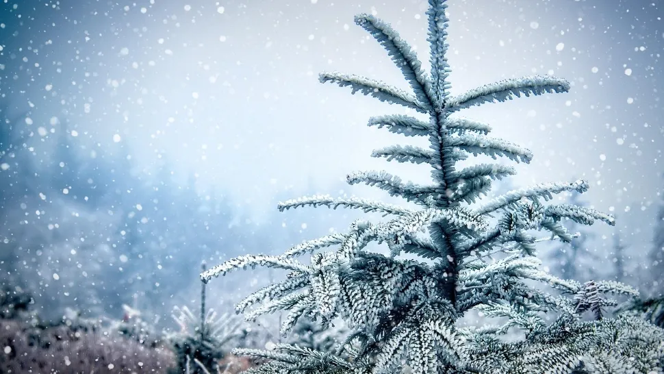 Prima ninsoare în România vine la final de decembrie