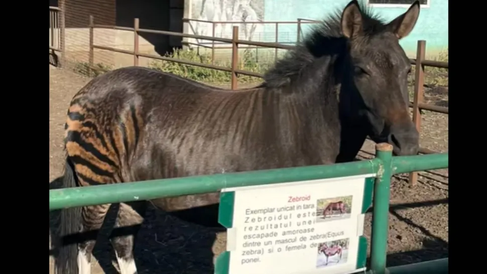 Un animal mai neobișnuit a devenit atracția grădinii zoologice din Suceava