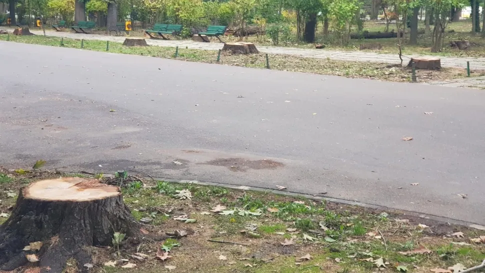 Parcul Herăstrău a rămas fără arborii emblematici de la intrarea Arcul de Triumf. Imagini dezolante - FOTO