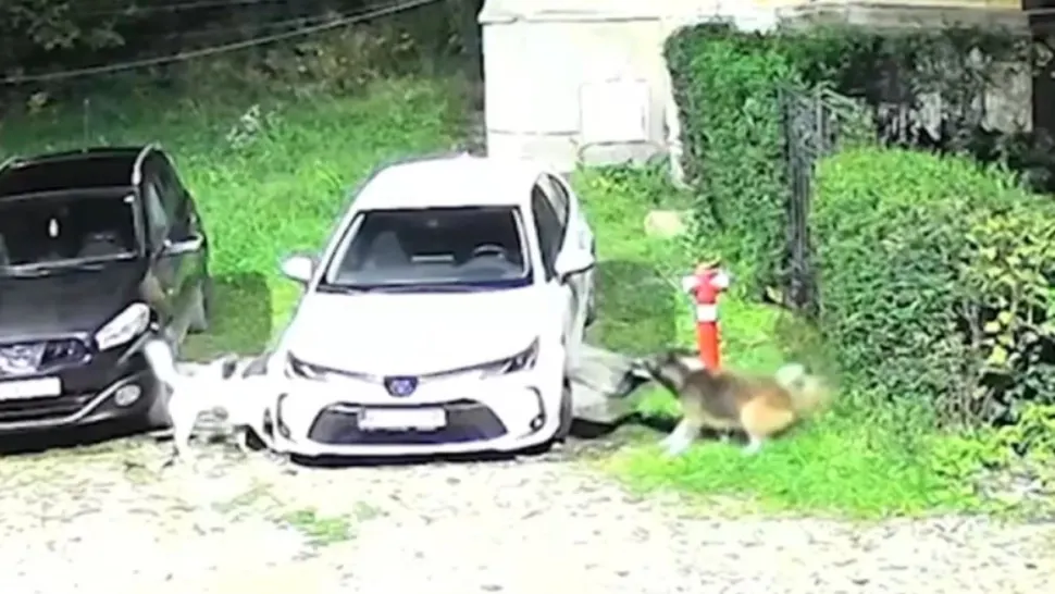 O haită de câini a făcut prăpăd într-o parcare: o mașină, distrusă aproape complet