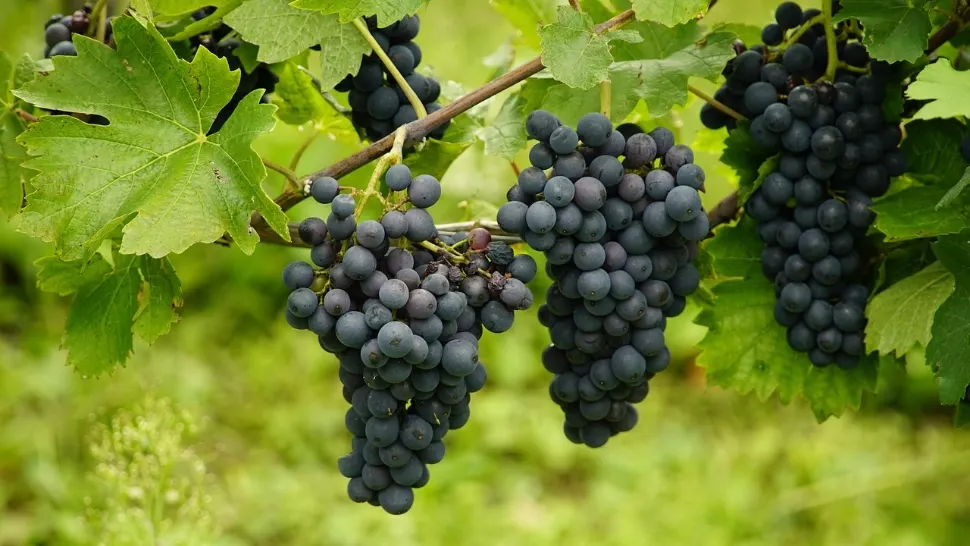 Țara unde strugurii se culeg pe întuneric, sub lumina lunii. Secretul vinurilor cu aromă intensă