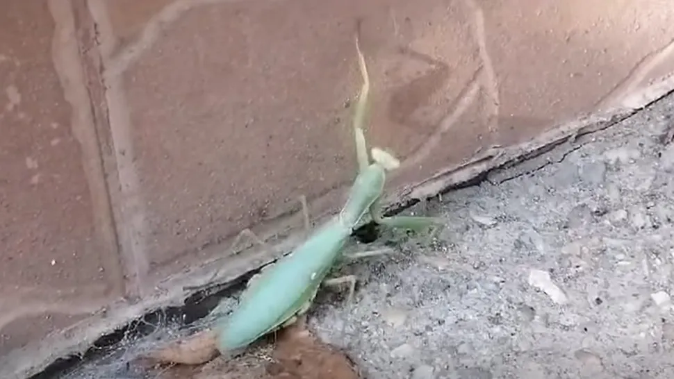 Insectele care se strecoară în case în această perioadă. Foto: Facebook