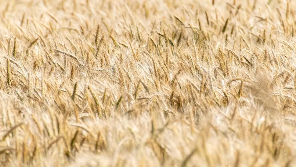 Situația agricolă din România: exportăm materie primă. Importăm scump produse procesate