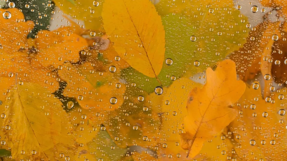 Prognoza meteo18 noiembrie. Vreme mohorâtă și vânt puternic: temperaturile scad semnificativ/ Foto: Profimedia