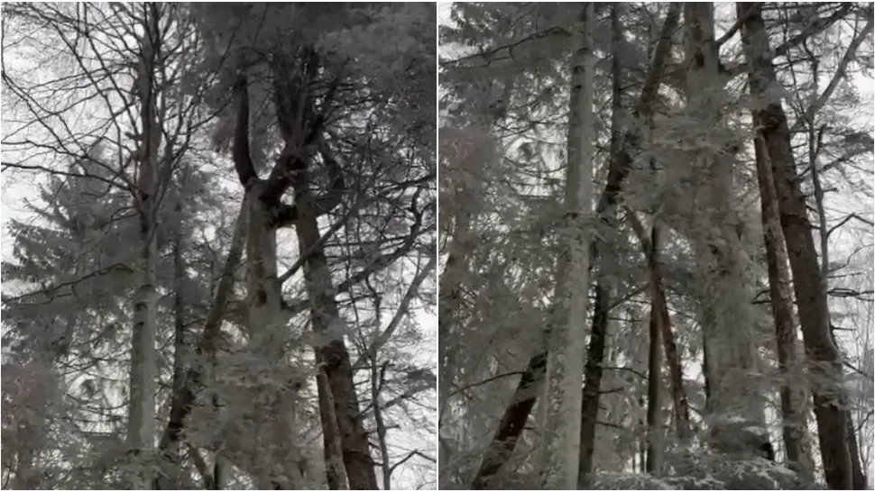 Pericol uriaș pe traseele montane. FOTO: Captura Facebook