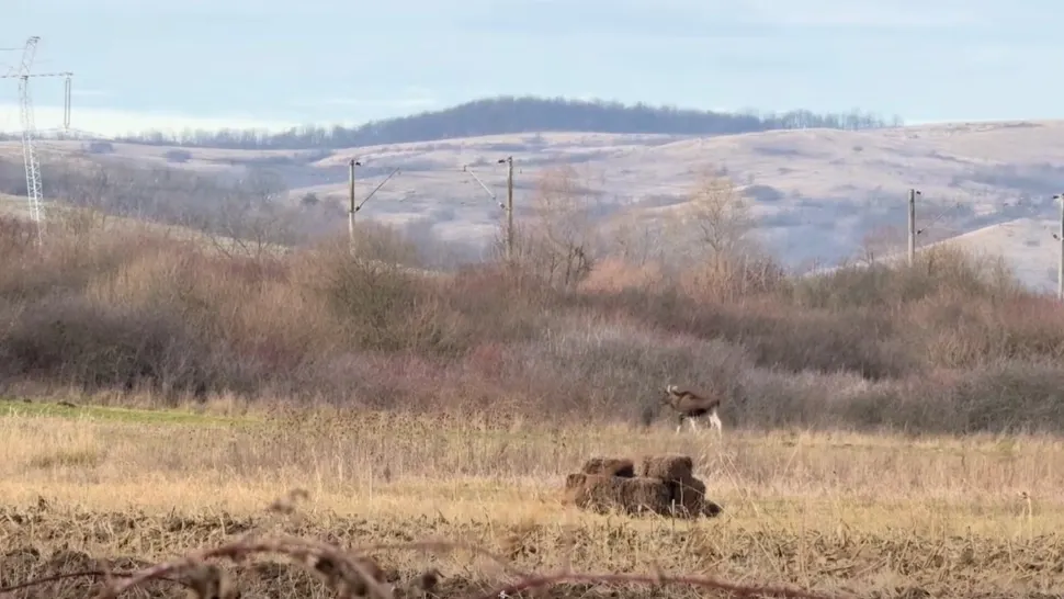Un elan a fost zărit în pădurile din județul Hunedoara.