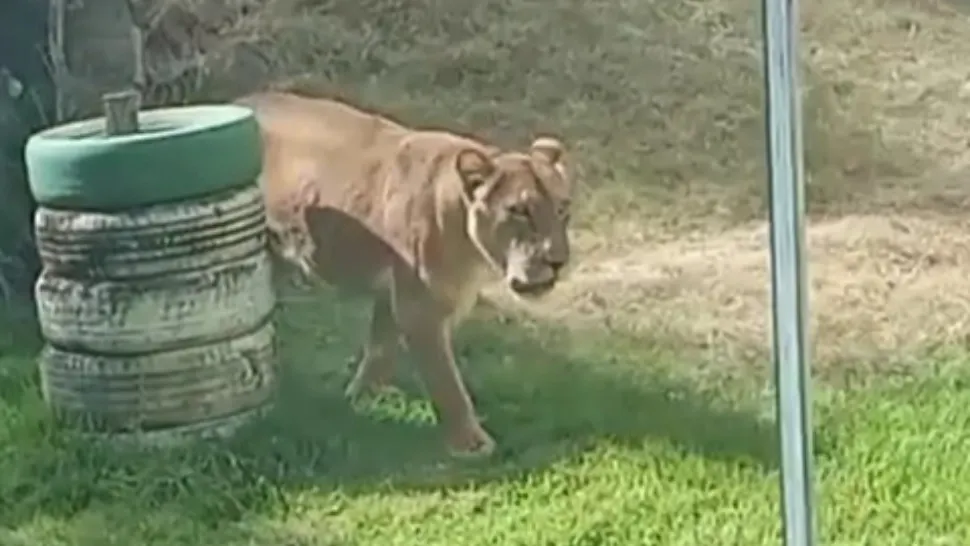 Tragedie la o grădină zoologică din Brazilia: un tânăr de 19 ani a murit după ce a intrat în ţarcul leilor pentru a-i îmblânzi