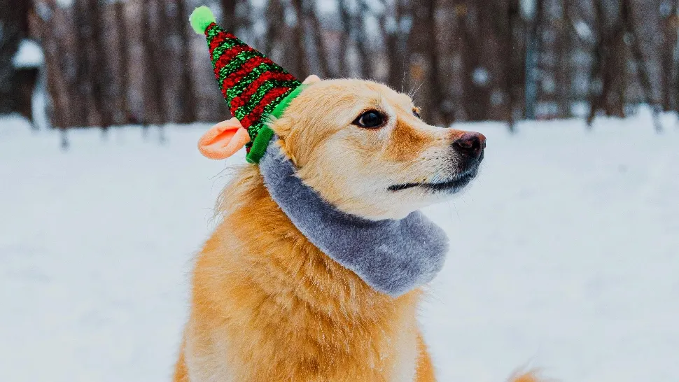 Cum să-ți protejezi cainele de ger. Ce trebuie să știi dacă ai un astfel de animal de companie