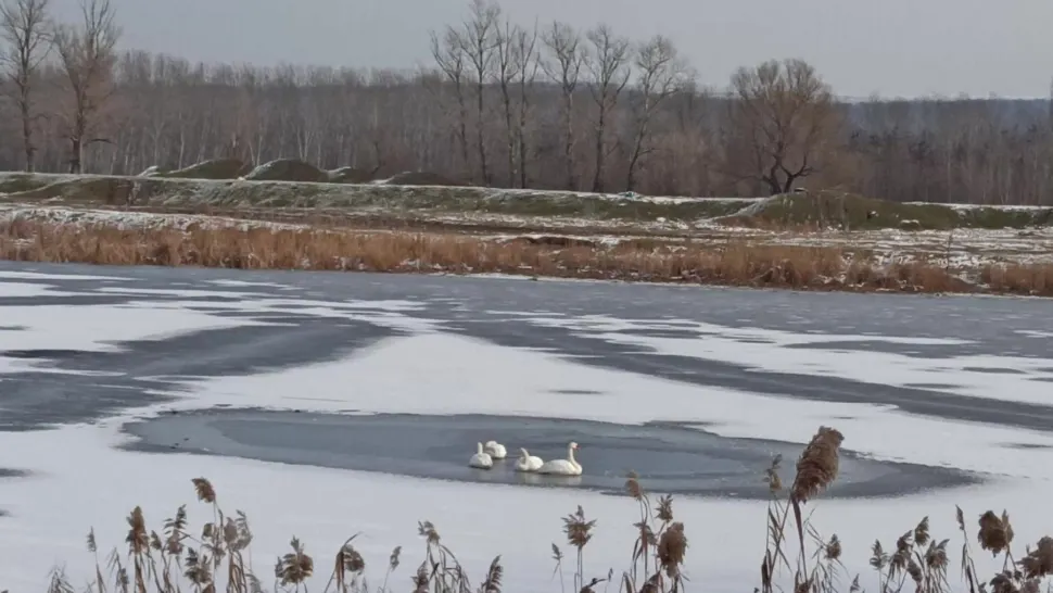 Lebede moarte într-un lac din județul Vaslui. FOTO: Arhivă
