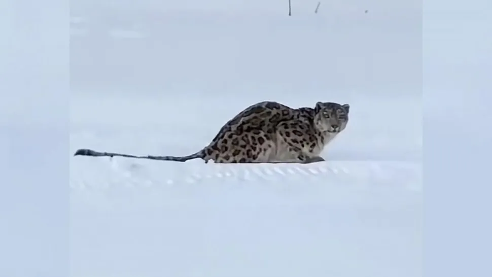 Selfie fatal în munți: un schior a fost atacat de un animal periculos, specie extrem de rară