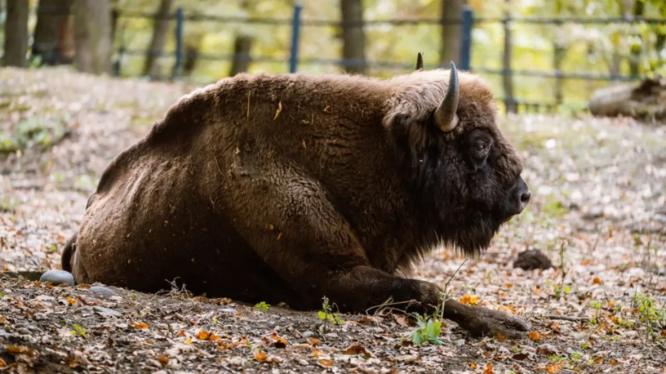 Au fost găsite alte animale moarte la ferma din Recea Cristur. Autoritățile verifică subvențiile și condițiile de întreținere